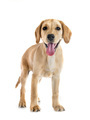 puppy labrado retriever - PhotoDune Item for Sale