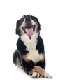 adult Appenzeller Sennenhund - PhotoDune Item for Sale