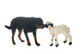 lamb Valais Blacknose and rottweiler - PhotoDune Item for Sale
