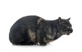 bengal cat in studio - PhotoDune Item for Sale