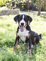 puppy Appenzeller Sennenhund - PhotoDune Item for Sale