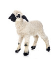 lamb Valais Blacknose in studio - PhotoDune Item for Sale