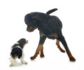 cavalier king charles and rottweiler - PhotoDune Item for Sale
