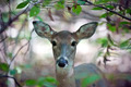 White Tailed Deer - PhotoDune Item for Sale