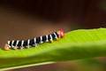 Colorful Caterpillar - PhotoDune Item for Sale