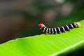 Jungle Caterpillar - PhotoDune Item for Sale
