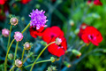 macro photos of pretty red blue and purple flowers in full bloom at springtime - PhotoDune Item for Sale