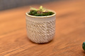 small baby succulent growing inside of a pretty white ceramic pot - PhotoDune Item for Sale
