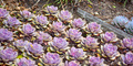 pretty pastel colored succulents planted neatly in rows - PhotoDune Item for Sale
