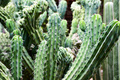 Close up photo of green thorny cacti - PhotoDune Item for Sale