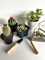 Growing cactus and succulents  - PhotoDune Item for Sale
