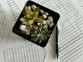 Sheet music with succulent plant  - PhotoDune Item for Sale