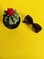 Cactus plant and sunglasses  - PhotoDune Item for Sale