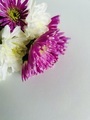 Pink and white flowers on white background  - PhotoDune Item for Sale