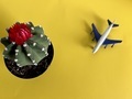 Cactus plant and airplane on yellow background  - PhotoDune Item for Sale