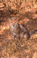 A Cheetah Cub in Kruger National Park - PhotoDune Item for Sale