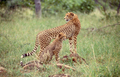 Cheetah Cub With Mother - PhotoDune Item for Sale