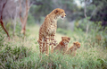 Cheetah With Her Cubs - PhotoDune Item for Sale