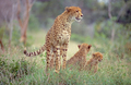 Cheetah With Her Cubs - PhotoDune Item for Sale