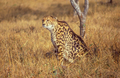 A Rare King Cheetah - PhotoDune Item for Sale