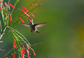 Vervain Hummingbird - PhotoDune Item for Sale