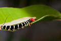 Tropical Caterpillar - PhotoDune Item for Sale