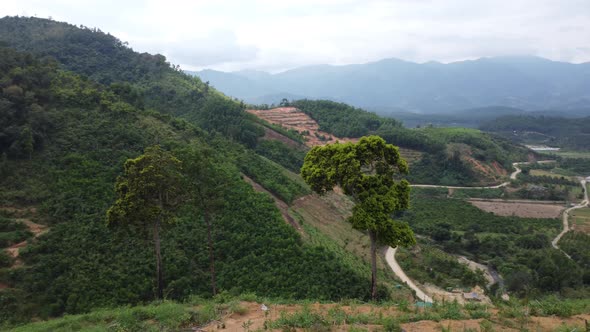 Last trees standing on a hilltop of a coffee field. Deforestation is why Earth is heating up and cau