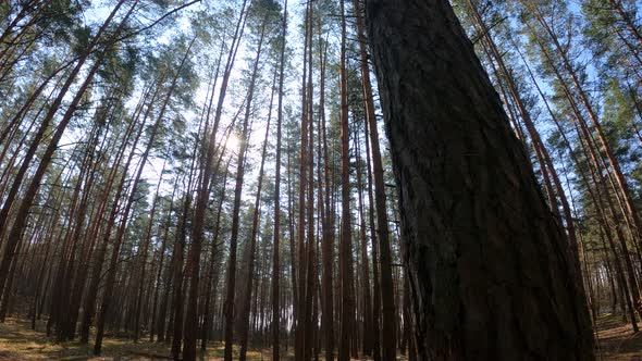 Forest with Pines with High Trunks During the Day