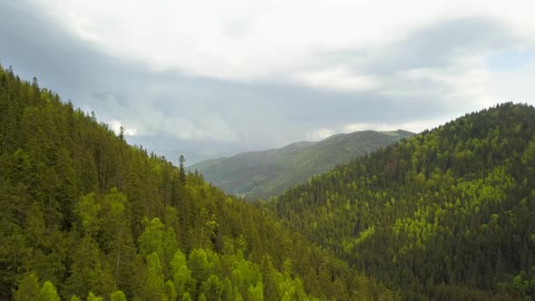 Aerial view of high mountains covered with green spruce forest in cloudy summer weather.