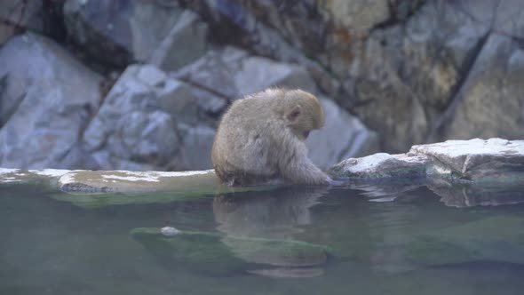 A Japanese snow monkey or Macaque with hot spring On-sen