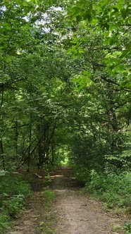 Vertical Video of Beautiful Green Forest By Day