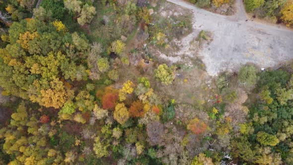 Autumn Nature Forest Landscape