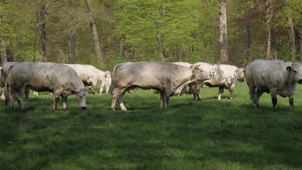 Cows coming out in the summer. Happy cows dancing and jumping.