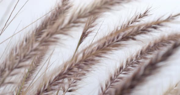 Ears of the Reeds Bending in the Wind Against the Sky