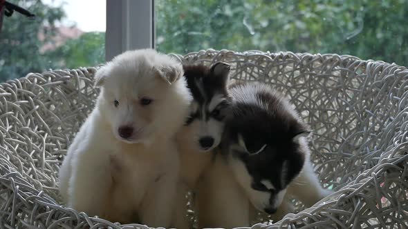 Group Of Siberian Husky Puppies Sitting On White Wicker Chair Under Sunlight 