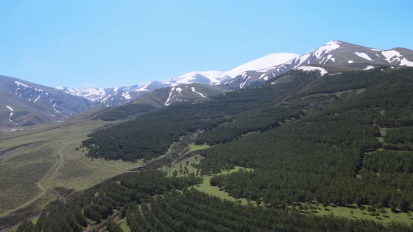 forest and mountains in nature