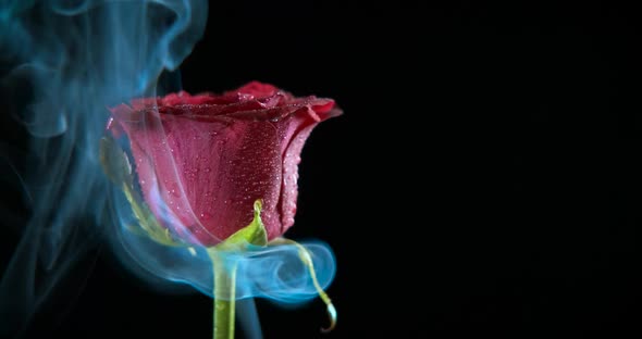 Thick smoke by rose. 