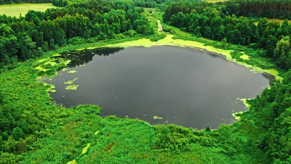 Amazing pond and green algae in summer.