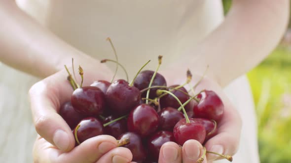 Ripe Cherry in Female Hands