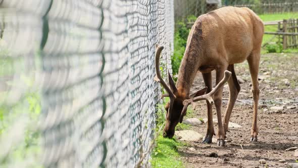 A Deer Stands on the Ground and Eats Grass