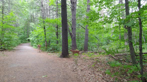 Adult deer with baby fawn walking together in the forest on a beautiful summer day