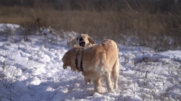 Golden Retriever Dogs on Snowy Field
