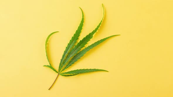 Young Leaf of Green Fresh Cannabis Lies on a Pastel Yellow Background