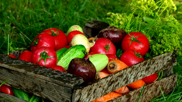 Fresh crops, tomato harvest, carrot, herbs, pepper, potato, cucumbers, garlic in the box