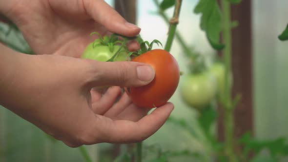 A woman's hand plucks a red tomato from a branch. Harvesting in a home greenhouse