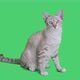Tabby kitten sitting and looking around on chroma key background, Green screen - VideoHive Item for Sale