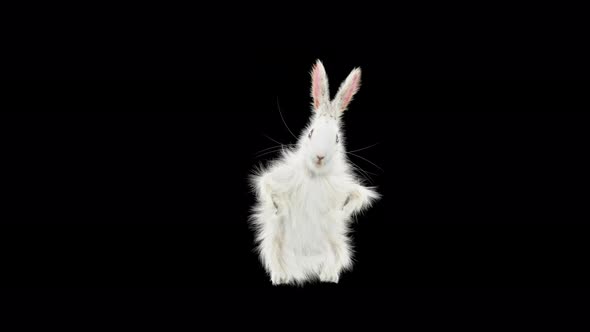 Rabbit Dancing 4K