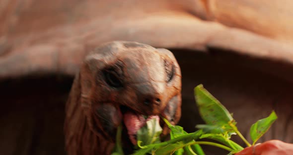 Closeup of a Large Freshwater Seychelles Turtle Eating Grass