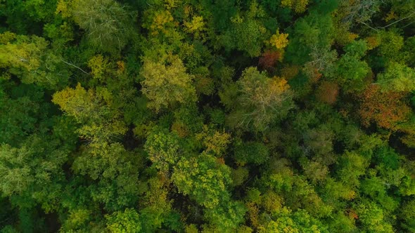 Aerial Video of Autumn Forest in the Evening