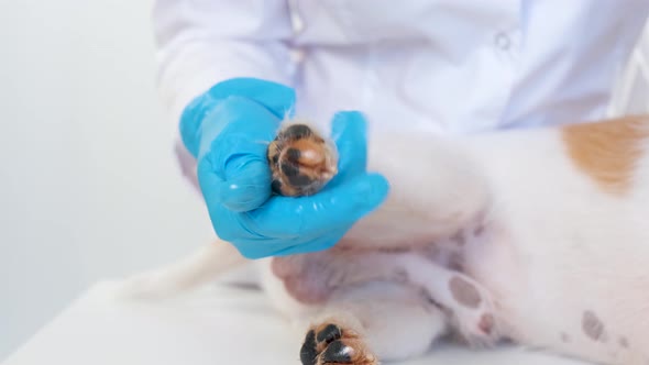 The Girl Spreads Ointment on the Pads of the Dog's Paws